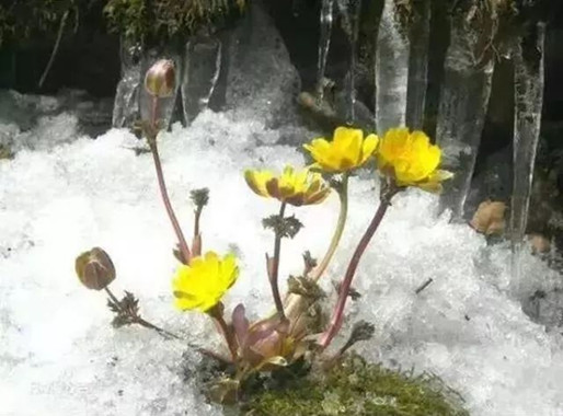 梦见坟墓顶上开花